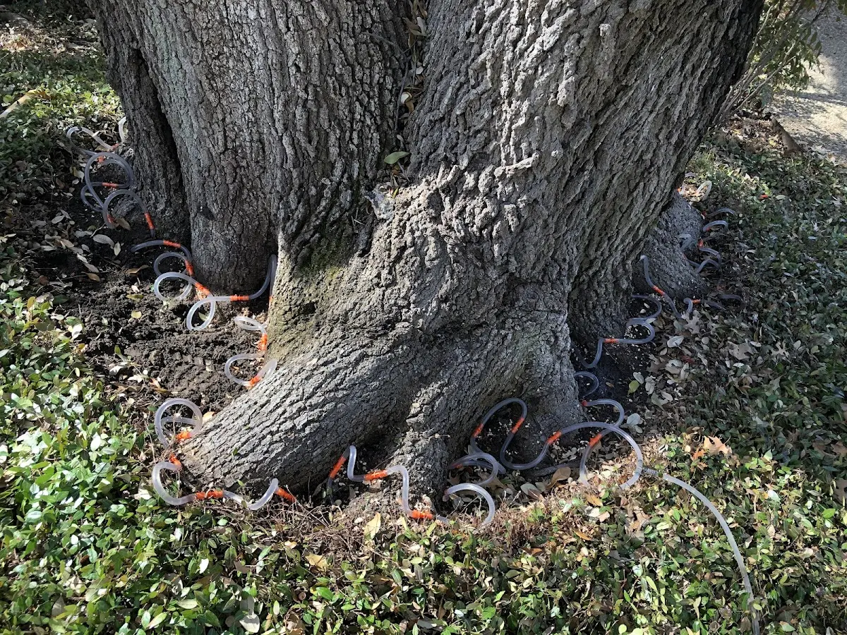 Detailed Tree Cabling and Bracing job site in Grand Ridge