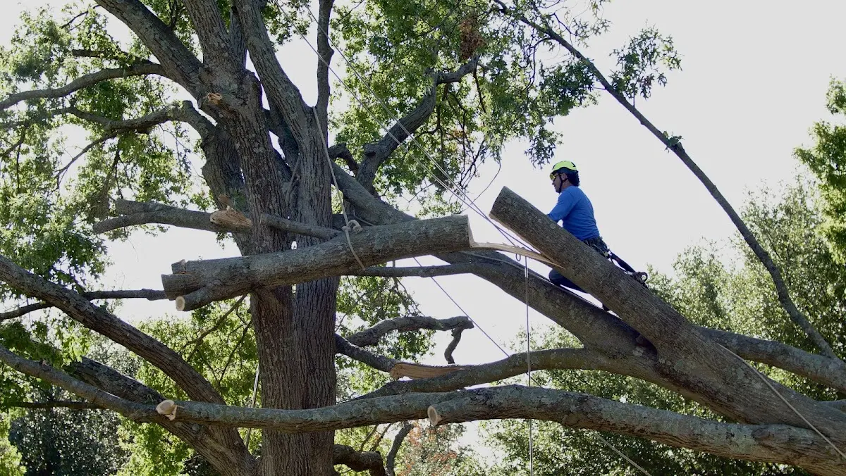 Professional Crown Thinning performed by certified arborists in Grand Ridge